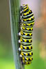 Caterpillar